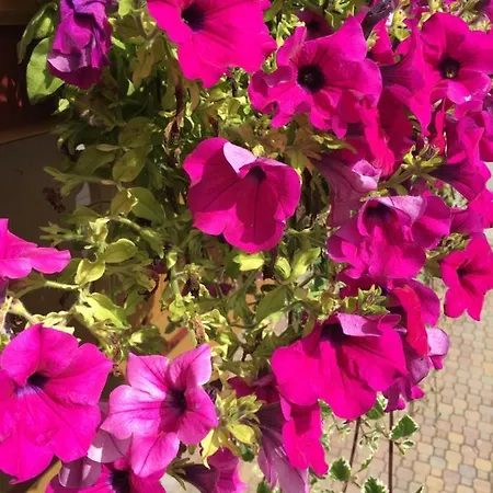 דירה Floerl *